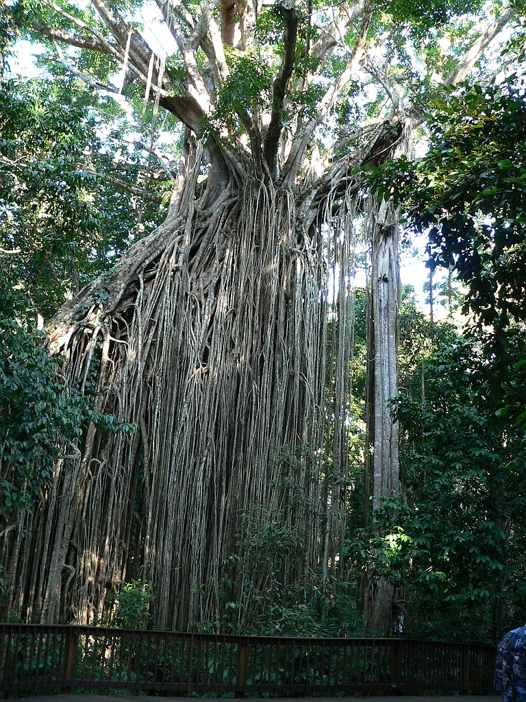 031 Curtain Fig Tree.jpg
